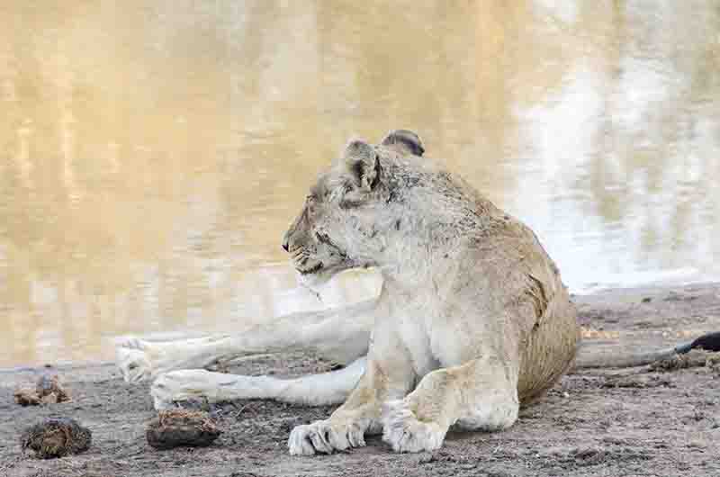 Leona - parque nacional Kruger - Sudáfrica 03.jpg